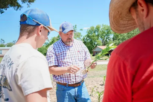 Three people examine a pulled corn plant with roots visible, standing in a field under a clear blue sky.